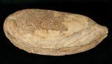 Australosomus Fossil Fish From Madagascar - Triassic #16741-3